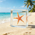 Real Astropecten Vappa Starfish Resin Specimen - Preserved Marine Animal Paperweight, Free US Shipping
