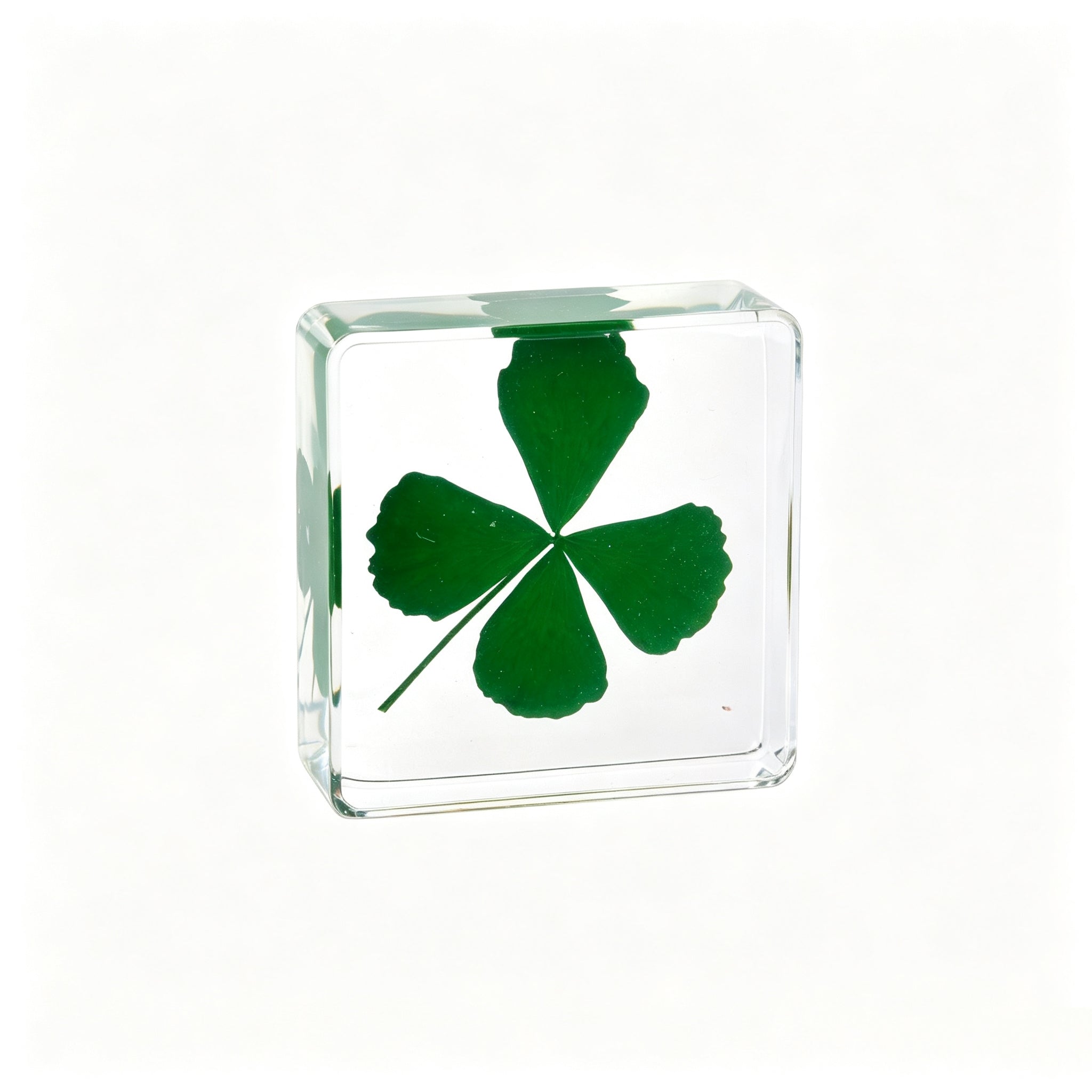 Real Marsilea Quadrifolia (Four‑Leaf Clover) Resin Specimen, Lucky Charm Paperweight, Free US Shipping Paperweight