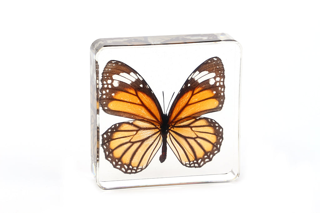 Real Tiger Butterfly Resin Specimen - Preserved Insect Paperweight, Free US Shipping