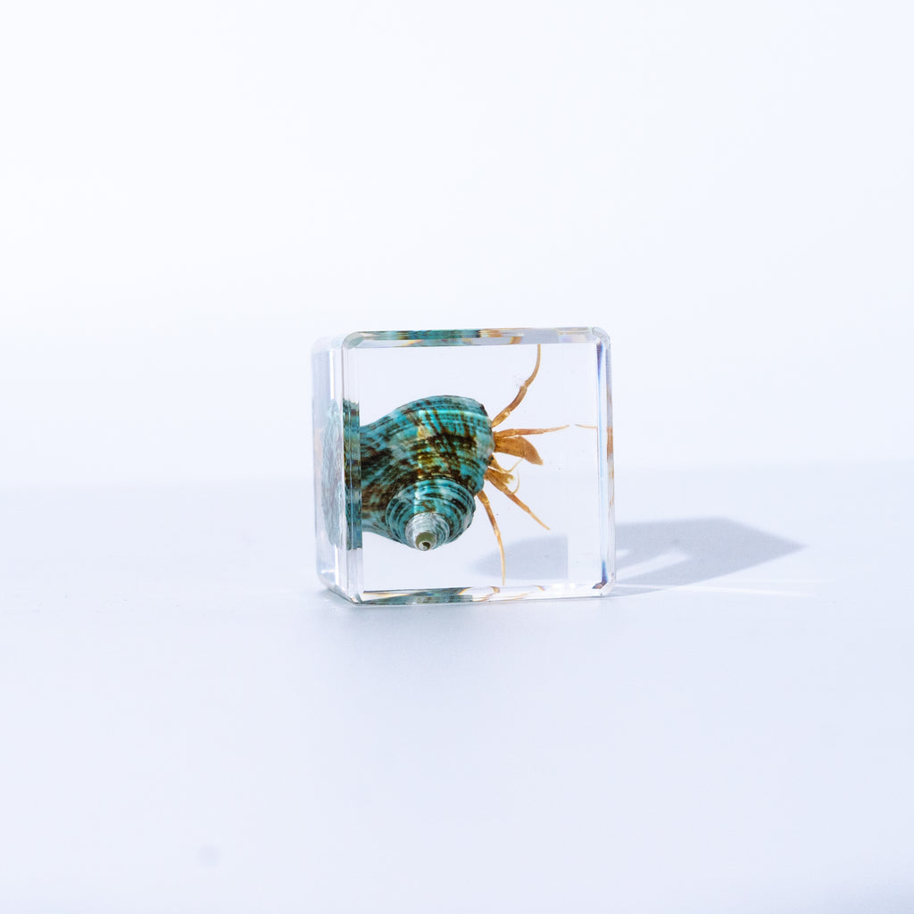 Real Hermit Crab Resin Specimen - Preserved Marine Animal Paperweight, Free US Shipping
