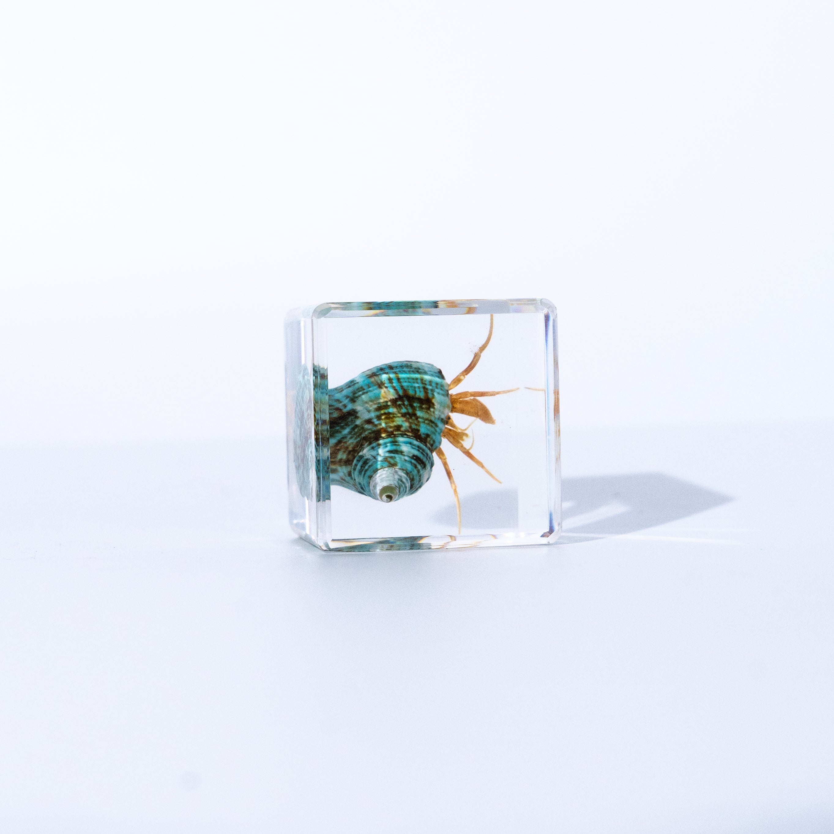 Real Hermit Crab Resin Specimen - Preserved Marine Animal Paperweight, Free US Shipping