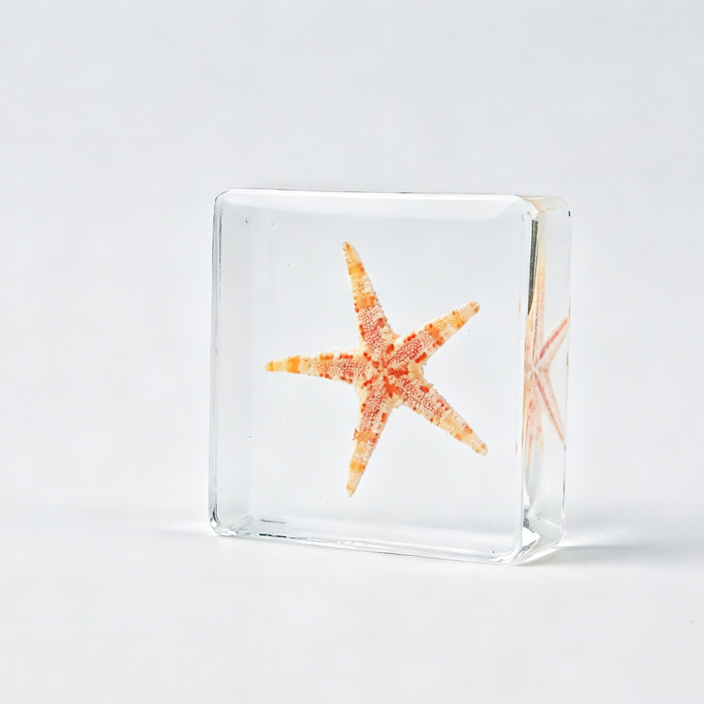 Real Astropecten Vappa Starfish Resin Specimen - Preserved Marine Animal Paperweight, Free US Shipping